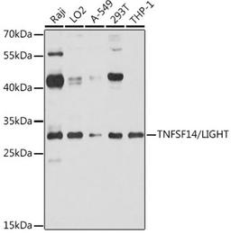 Western blot - TNFSF14/LIGHT antibody (A2002)