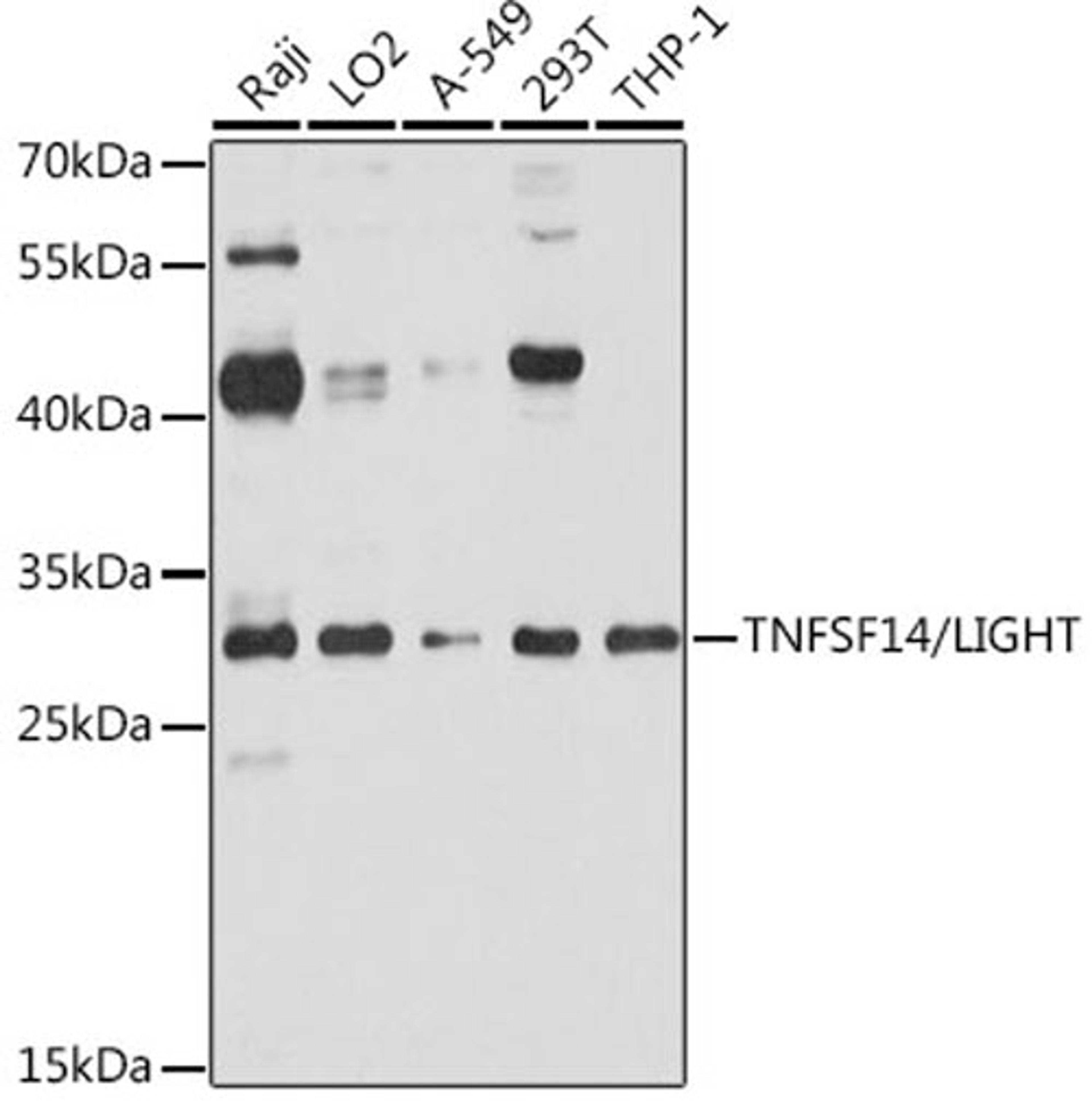 Western blot - TNFSF14/LIGHT antibody (A2002)