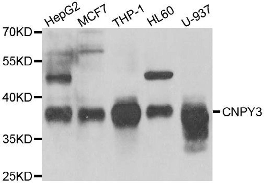 Western blot analysis of extracts of various cell lines using CNPY3 antibody