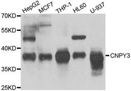 Western blot analysis of extracts of various cell lines using CNPY3 antibody