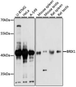 Western blot - BRIX1 antibody (A14481)