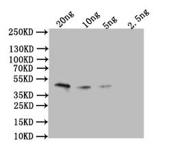 Western Blot. Positive WB detected in: recombinant protein. All lanes: Omega-5 gliadin Antibody at 1:1000. Secondary. Goat polyclonal to rabbit IgG at 1/50000 dilution. Predicted band size: 43 kDa. Observed band size: 43 kDa.