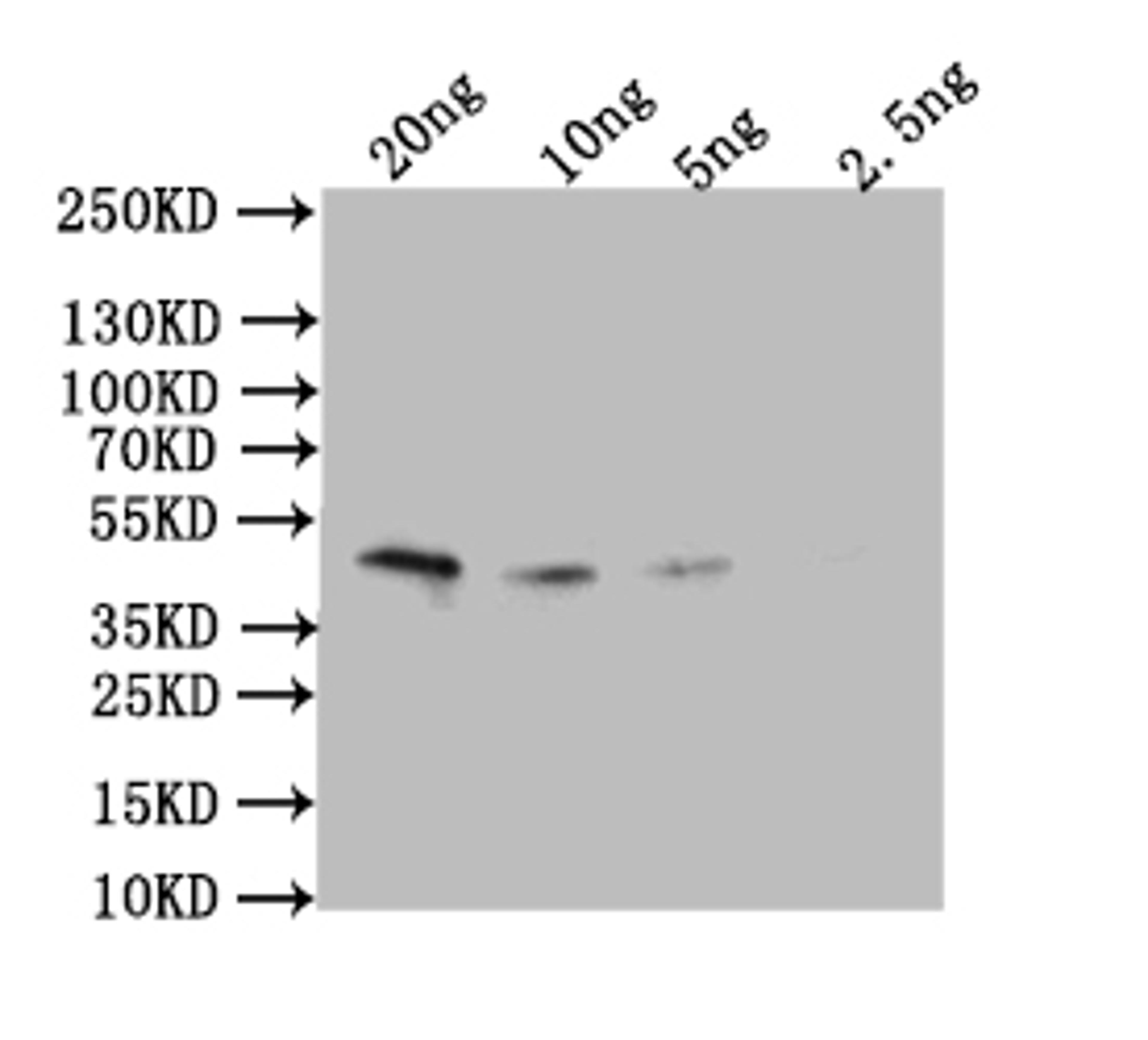 Western Blot. Positive WB detected in: recombinant protein. All lanes: Omega-5 gliadin Antibody at 1:1000. Secondary. Goat polyclonal to rabbit IgG at 1/50000 dilution. Predicted band size: 43 kDa. Observed band size: 43 kDa.