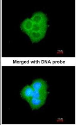 Immunocytochemistry/Immunofluorescence: BCL2L10 Antibody [NBP1-31681] - Paraformaldehyde-fixed A431, using antibody at 1:200 dilution.