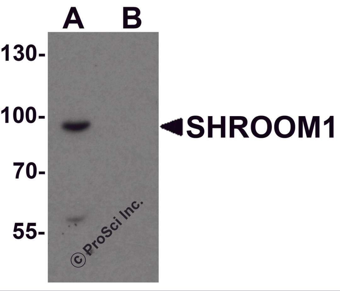 Western blot analysis of SHROOM1 in mouse heart tissue lysate with SHROOM1 antibody at 1 &#956;g/mL in (A) the absence and (B) the presence of blocking peptide.