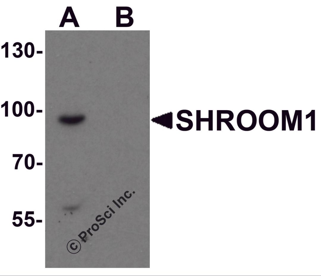 Western blot analysis of SHROOM1 in mouse heart tissue lysate with SHROOM1 antibody at 1 μg/mL in (A) the absence and (B) the presence of blocking peptide.