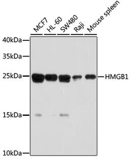 Western blot - HMGB1 antibody (A0719)