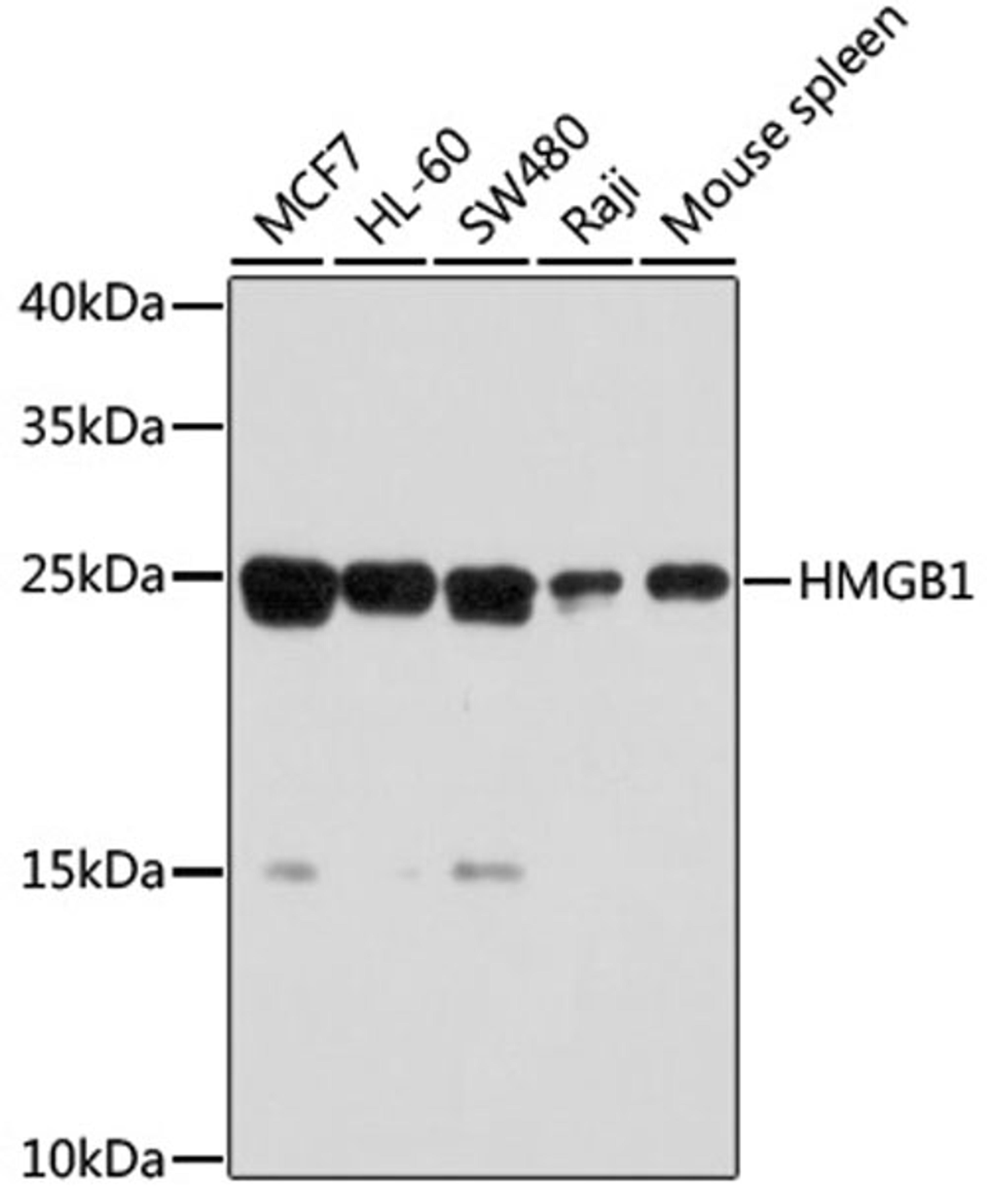 Western blot - HMGB1 antibody (A0719)