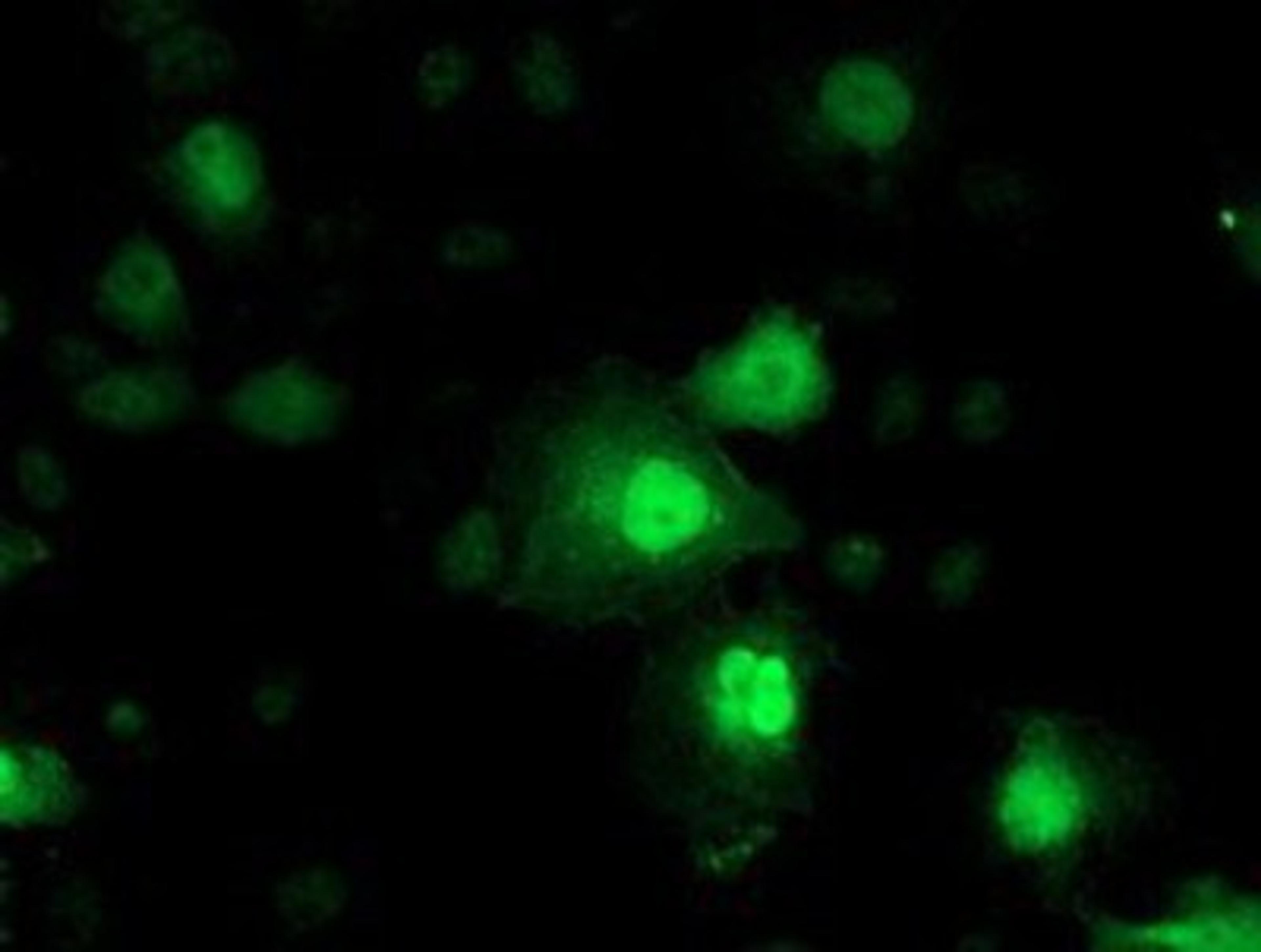 Immunocytochemistry/Immunofluorescence: NNMT Antibody (3D8) [NBP2-00537] - Staining of COS7 cells transiently transfected by pCMV6-ENTRY NNMT.