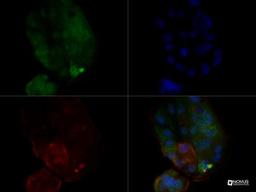 Immunocytochemistry/Immunofluorescence: MUC-1 Antibody (SM3) [NB120-22711] - MUC-1 antibody was tested in MCF7 cells at 10 ug/ml using a Dylight 488 conjugated secondary antibody (Green). Actin (Red) and DNA (Blue) were counterstained using Phalloidin 568 and DAPI.