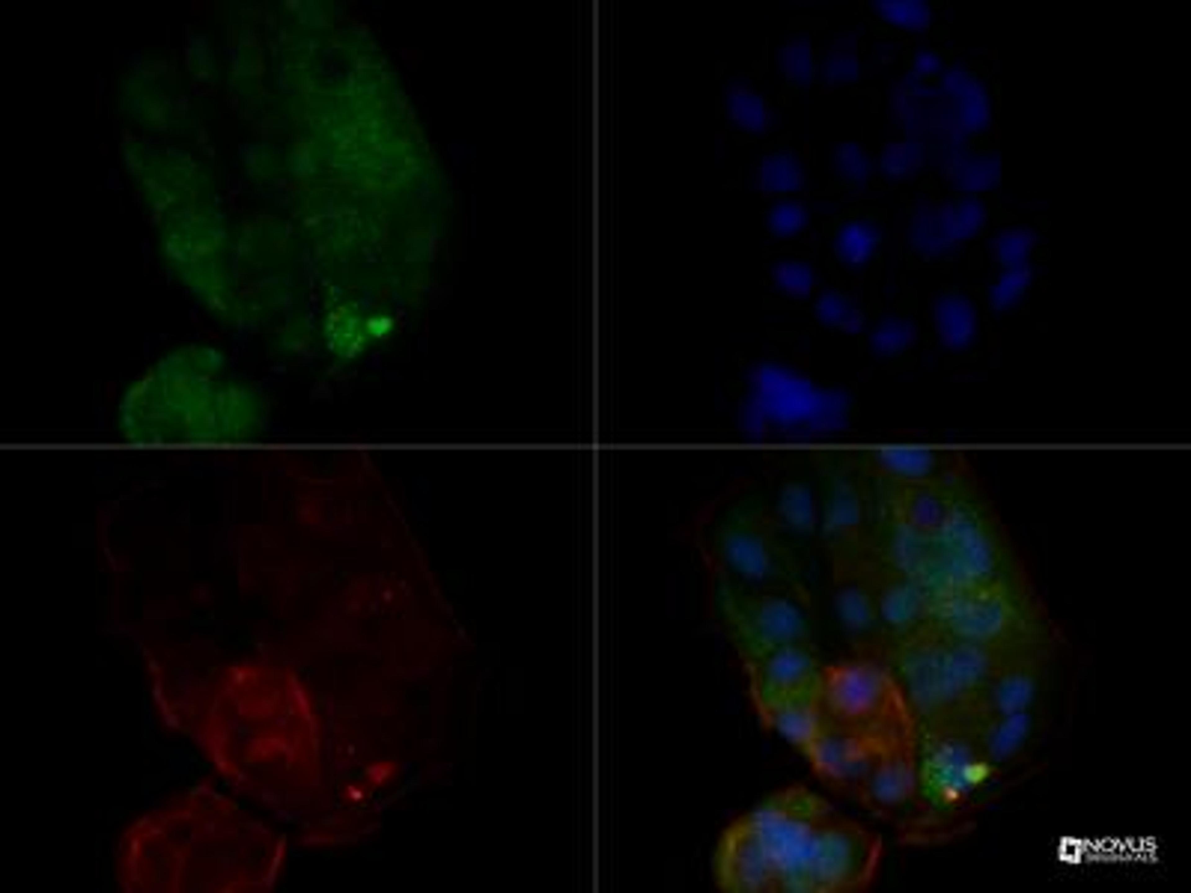 Immunocytochemistry/Immunofluorescence: MUC-1 Antibody (SM3) [NB120-22711] - MUC-1 antibody was tested in MCF7 cells at 10 ug/ml using a Dylight 488 conjugated secondary antibody (Green). Actin (Red) and DNA (Blue) were counterstained using Phalloidin 568 and DAPI.