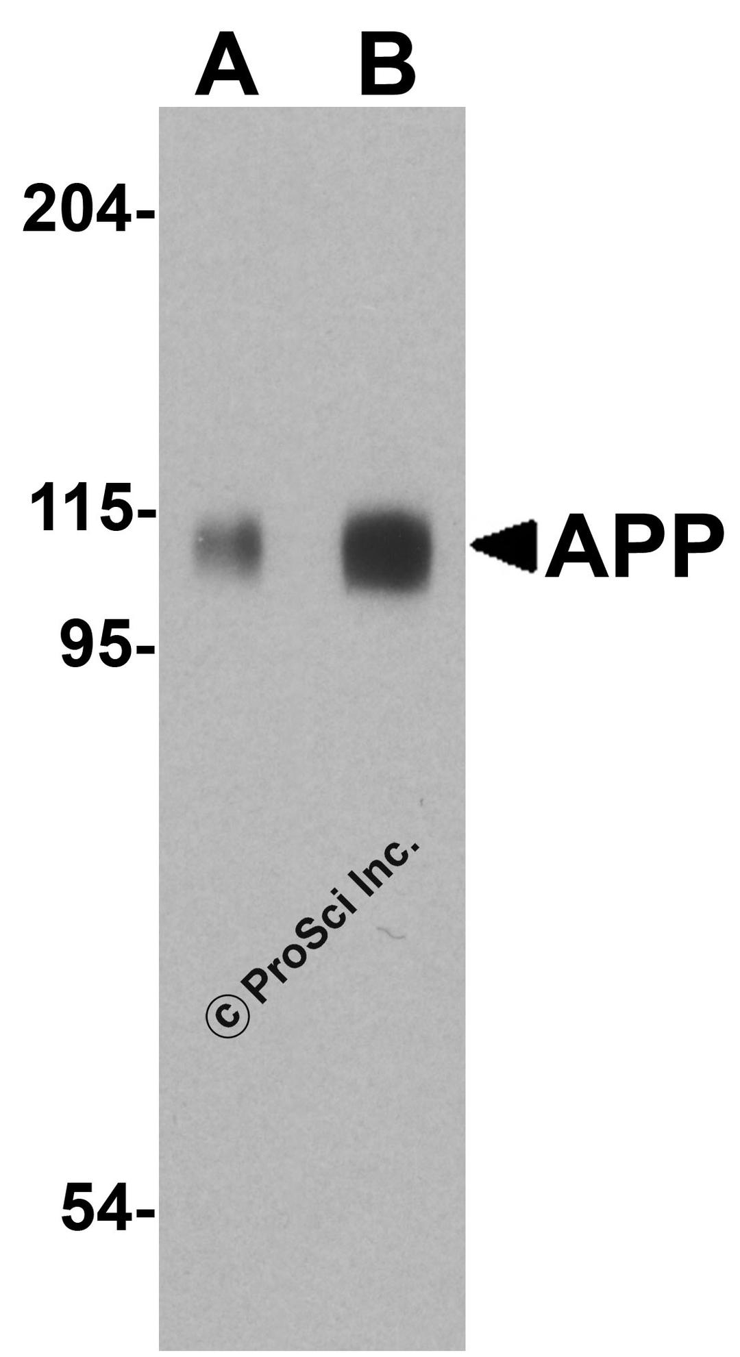 Western blot analysis of APP in mouse brain tissue lysate with APP antibody at (A) 0.5 and (B) 1 μg/ml.