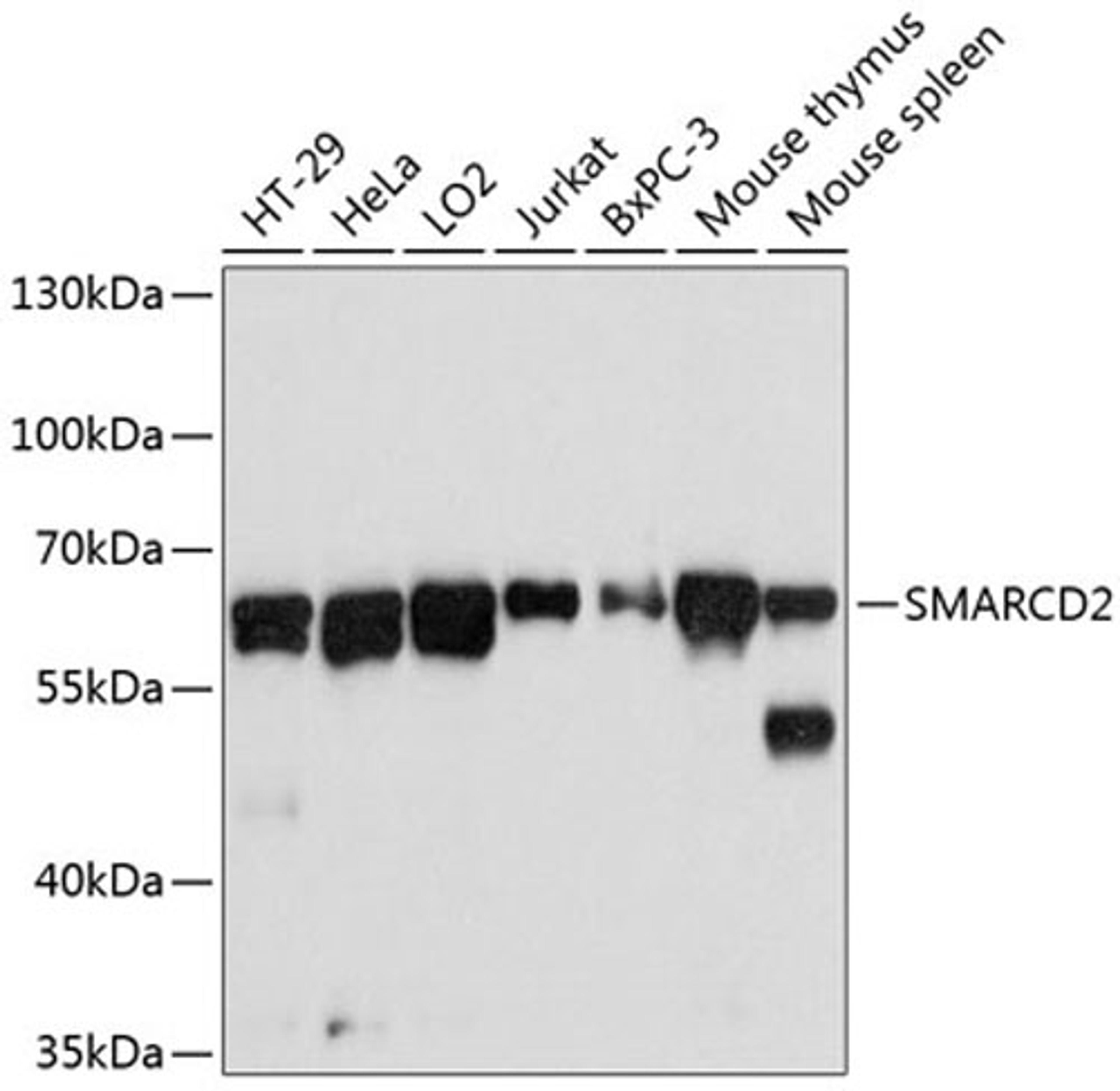 Western blot - SMARCD2 antibody (A12104)