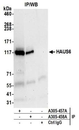 Detection of human HAUS6 by western blot of immunoprecipitates.