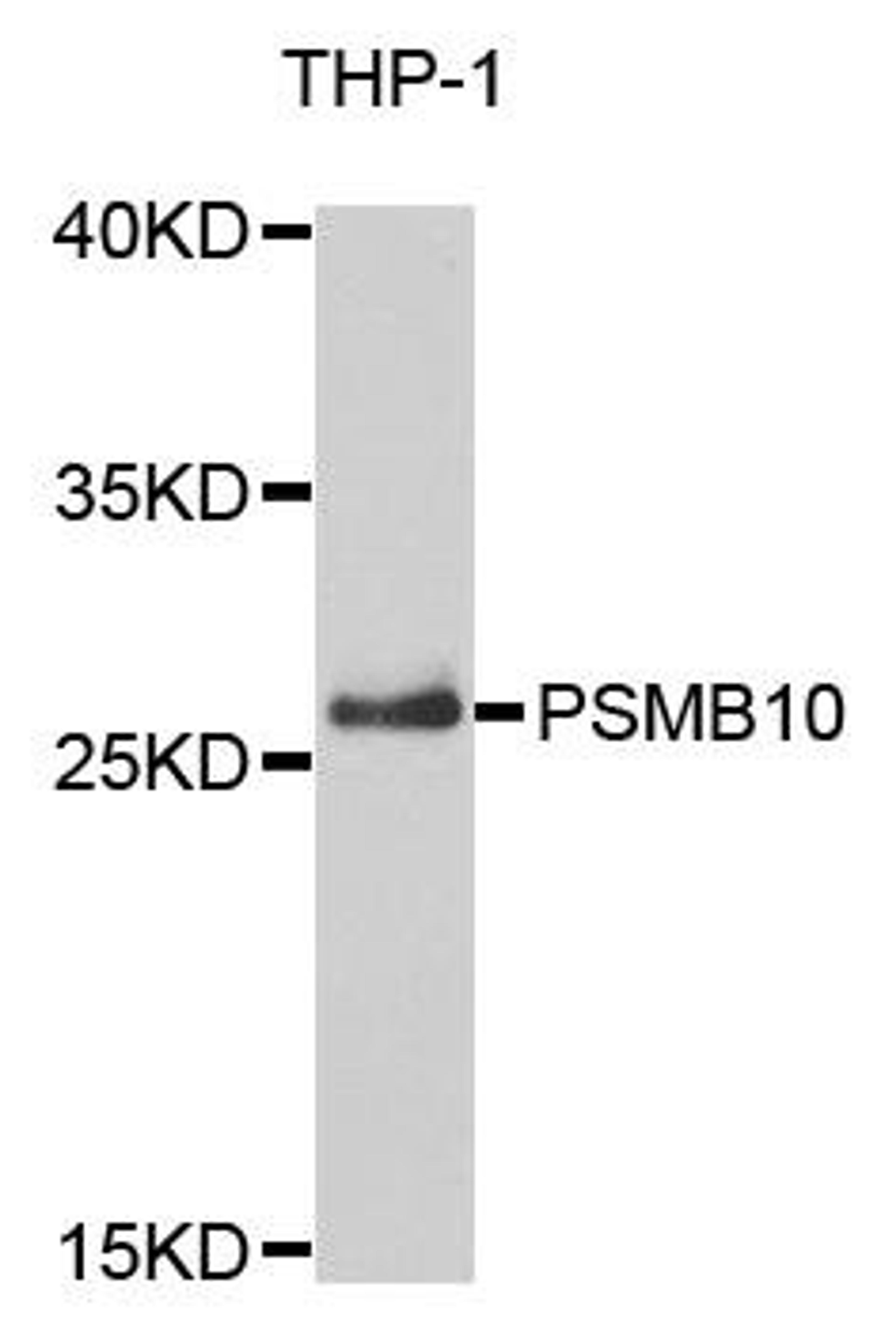 Western blot analysis of extracts of THP-1 cells using PSMB10 antibody