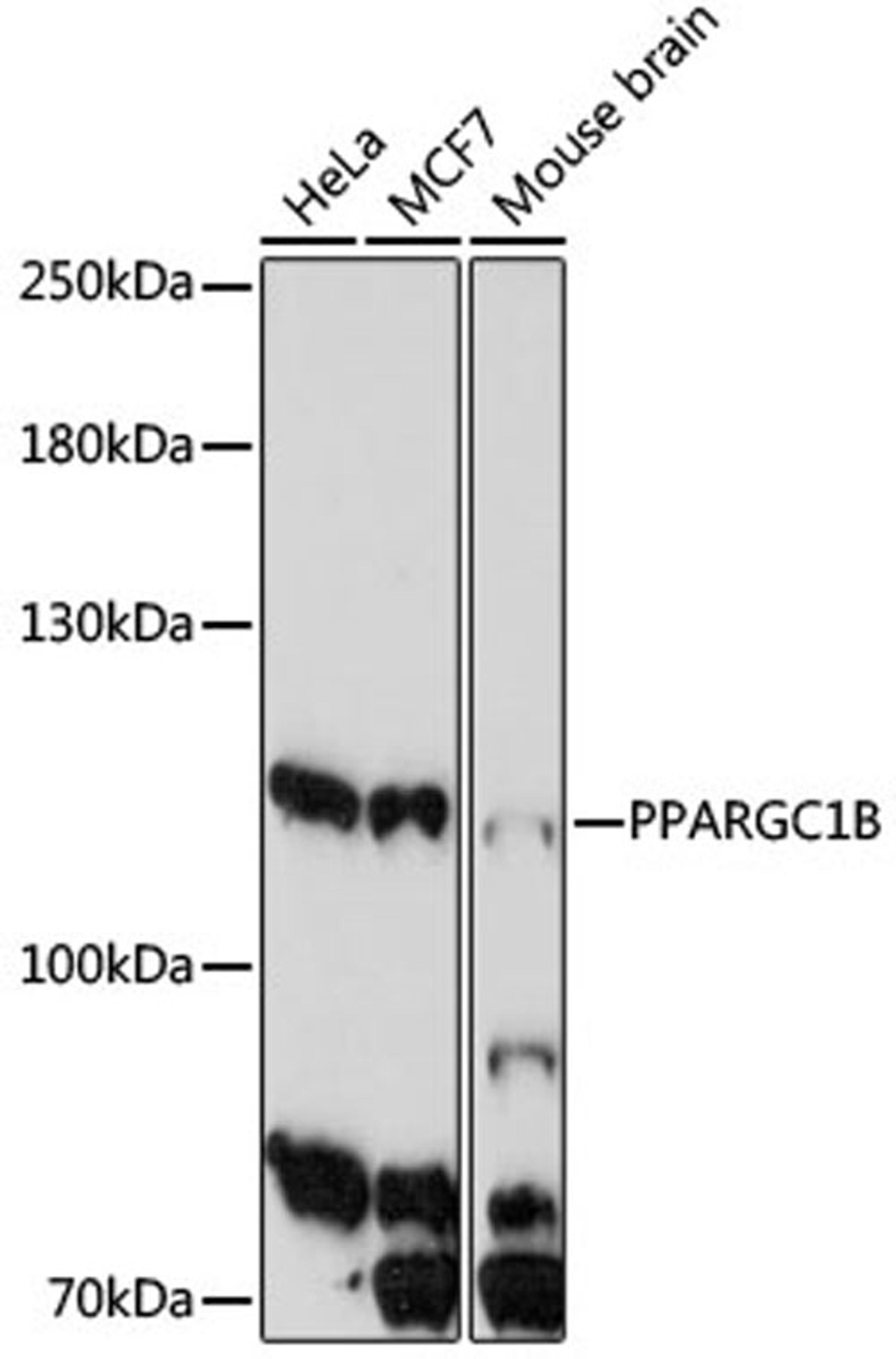 Western blot - PPARGC1B antibody (A17257)