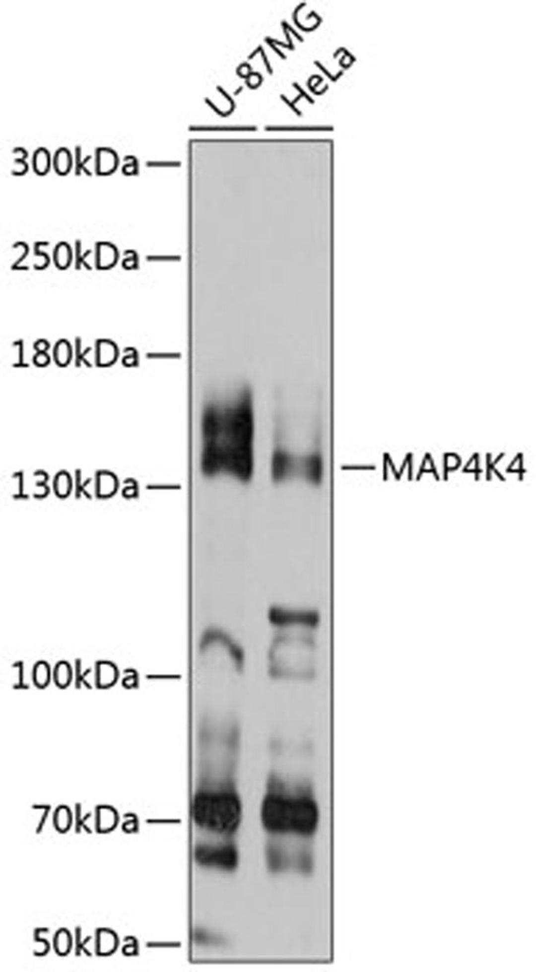 Western blot - MAP4K4 antibody (A11706)