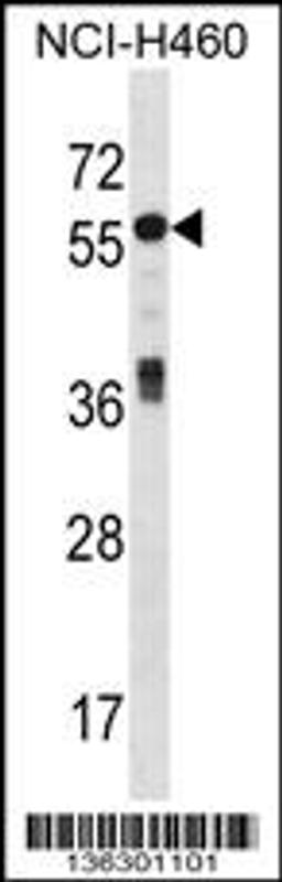 Western blot analysis in NCI-H460 cell line lysates (35ug/lane).