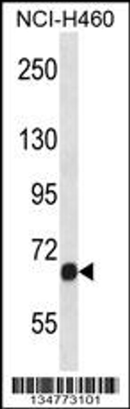 Western blot analysis in NCI-H460 cell line lysates (35ug/lane).