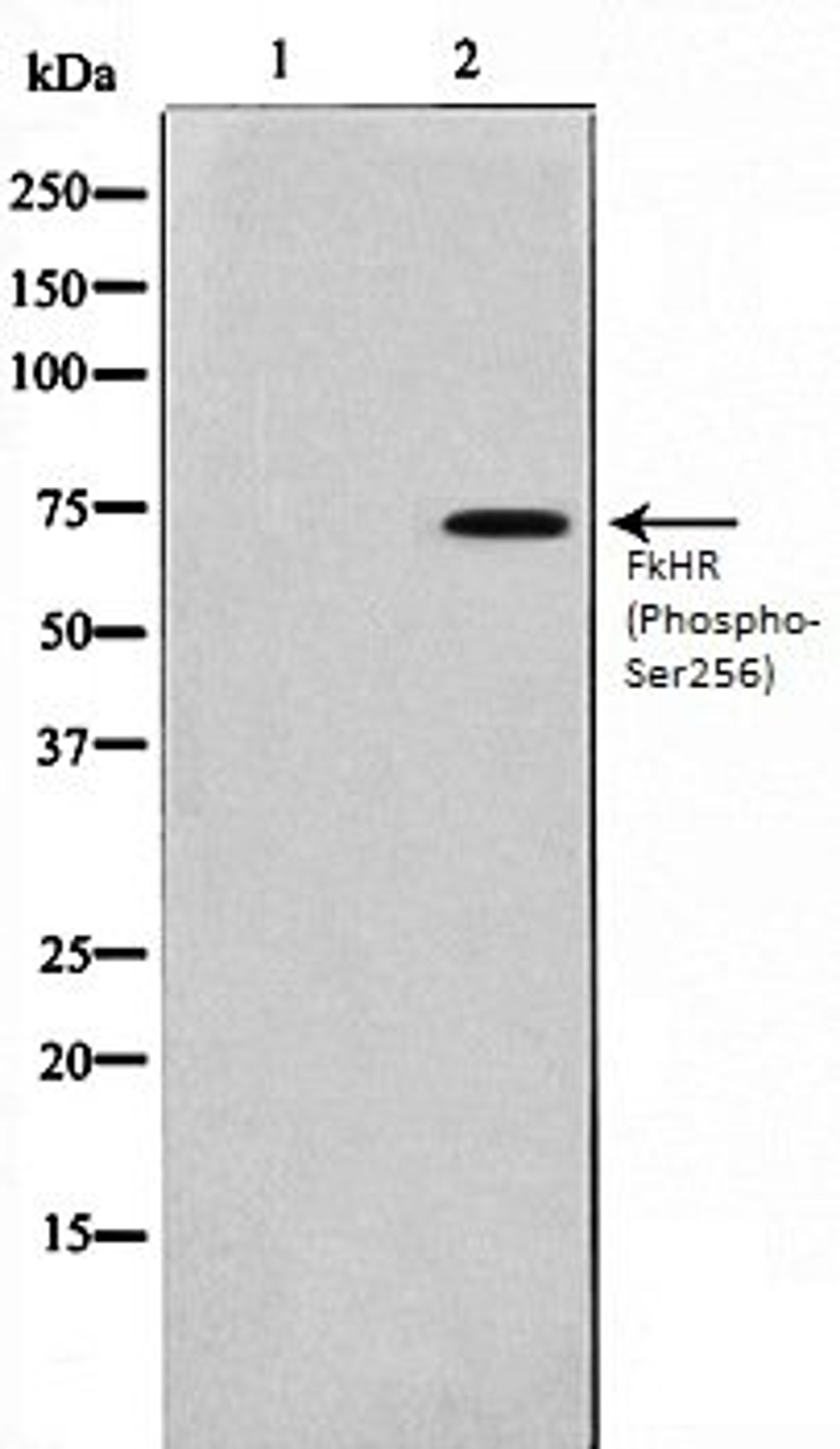 Western blot analysis of HeLa whole cell lysates using FKHR (Phospho-Ser256) antibody, The lane on the left is treated with the antigen-specific peptide.