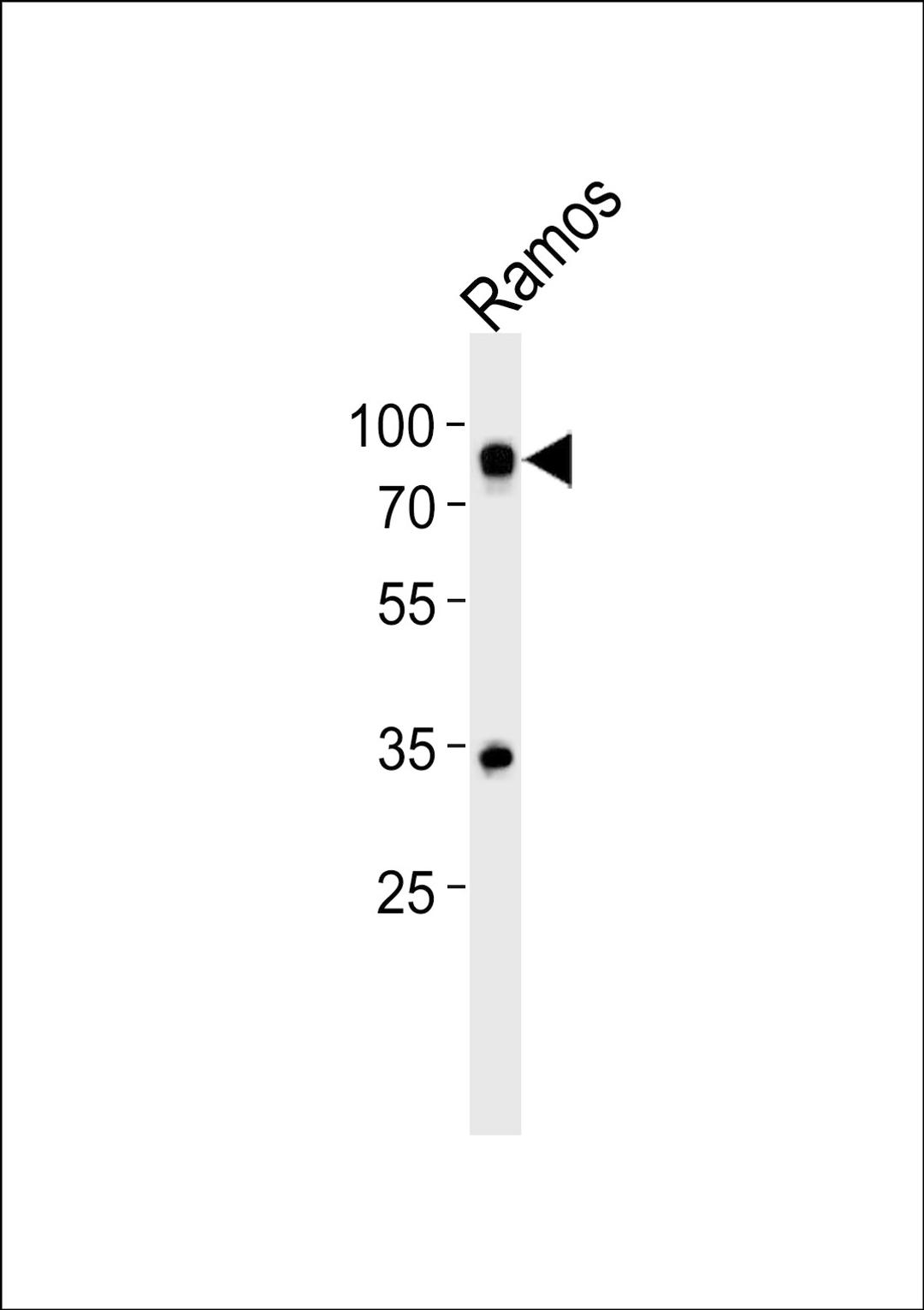 Western blot analysis of lysate from Ramos cell line, using CD19Antibody at 1:500.