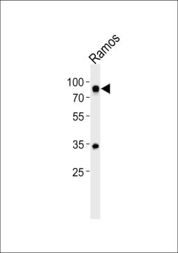 Western blot analysis of lysate from Ramos cell line, using CD19Antibody at 1:500.