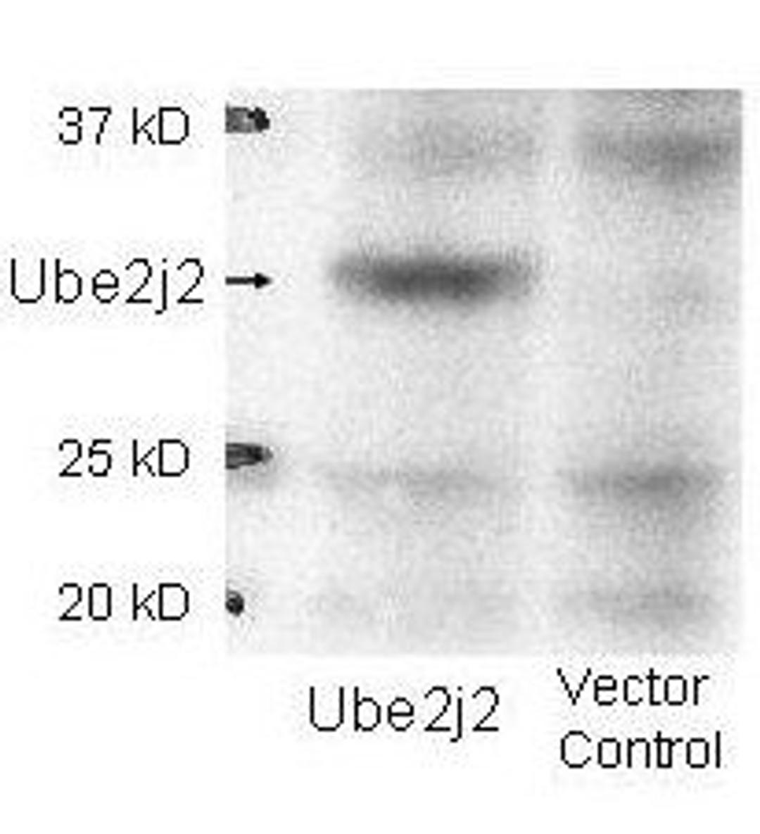 Western blot analysis of 293 cells lysates using Enzyme E2 J2 antibody