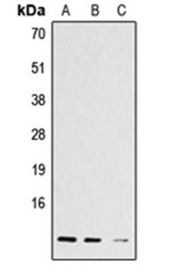 Western blot analysis of A431 (Lane 1), L929 (Lane 2), C6 (Lane 3) whole cell lysates using HIST1H4A antibody