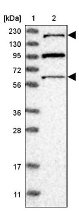 Western Blot: RERE Antibody [NBP1-88838] - Lane 1: Marker [kDa] 230, 130, 95, 72, 56, 36, 28, 17, 11<br/>Lane 2: Human cell line RT-4