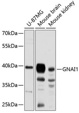 Western blot - GNAI1 antibody (A8844)