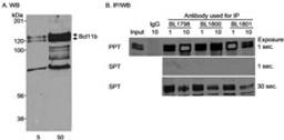 Detection of human Bcl11b by western blot and immunoprecipitation.