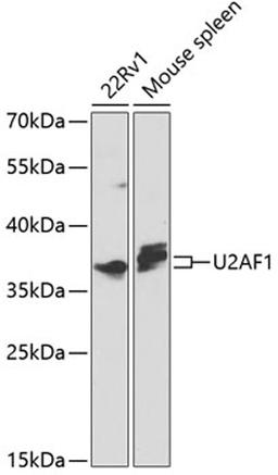 Western blot - U2AF1 antibody (A1046)