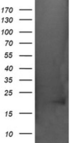 Western Blot: AlphaA Crystallin/CRYAA Antibody (3B12) [NBP2-46354] - Analysis of HEK293T cells were transfected with the pCMV6-ENTRY control (Left lane) or pCMV6-ENTRY CRYAA.