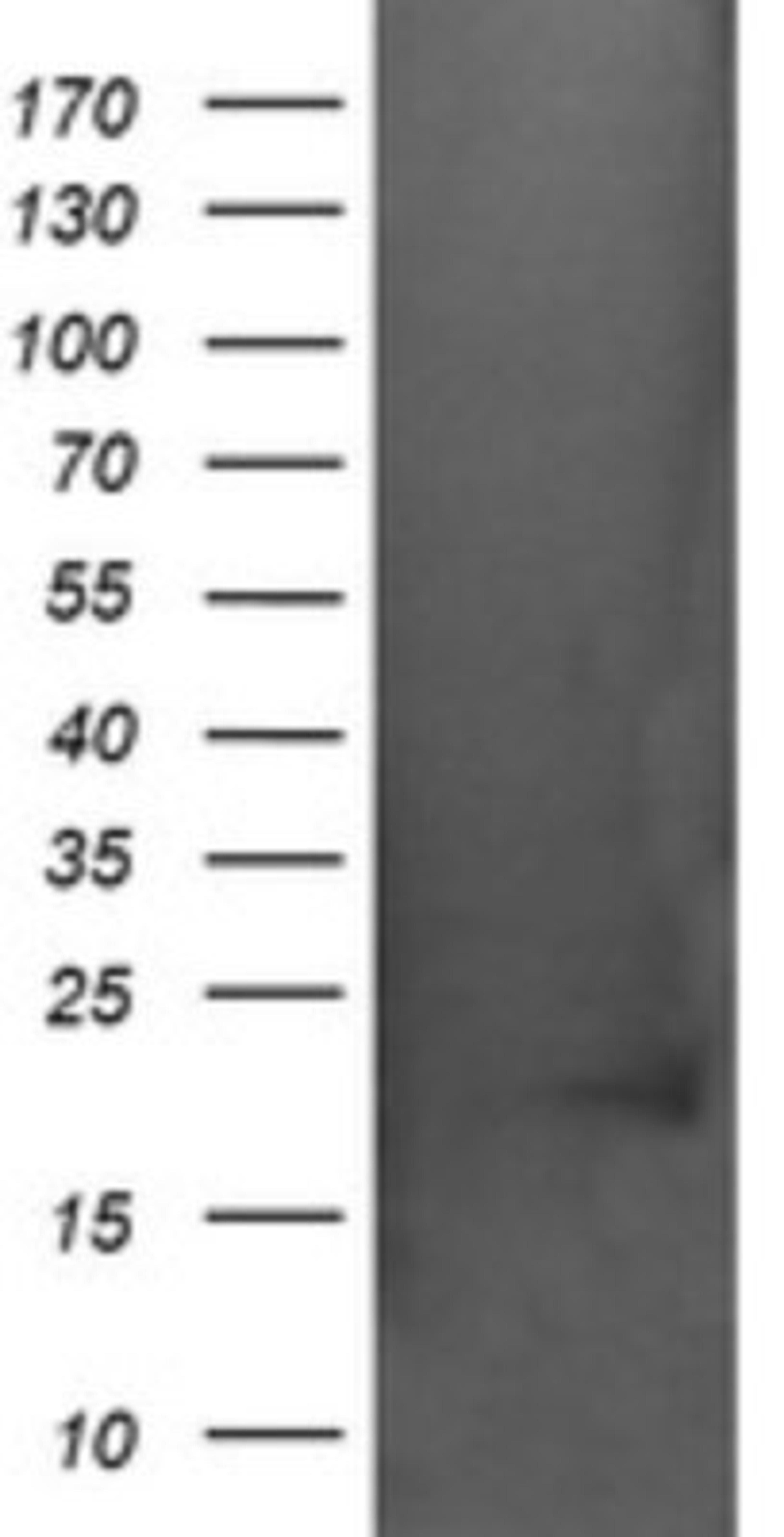 Western Blot: AlphaA Crystallin/CRYAA Antibody (3B12) [NBP2-46354] - Analysis of HEK293T cells were transfected with the pCMV6-ENTRY control (Left lane) or pCMV6-ENTRY CRYAA.