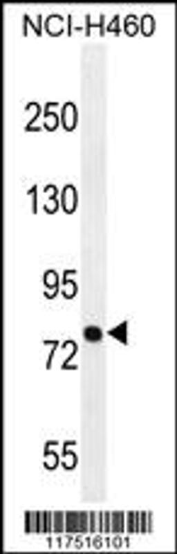 Western blot analysis in NCI-H460 cell line lysates (35ug/lane).