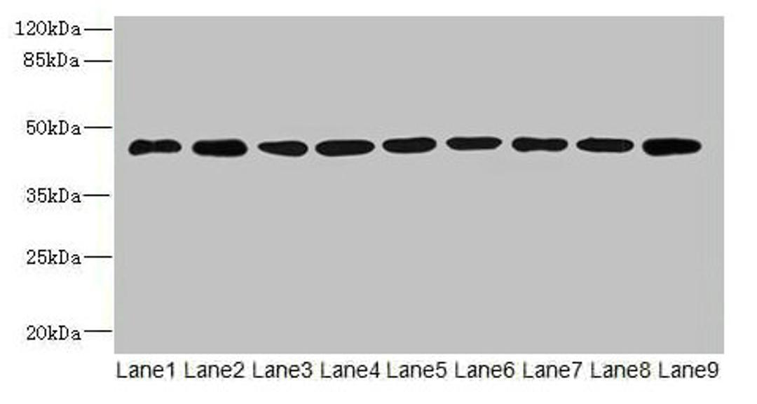 Western blot. All lanes: SH3GLB2 antibody at 1µg/ml. Lane 1: Hela whole cell lysate. Lane 2: Mouse gonadal tissue. Lane 3: Mouse lung tissue. Lane 4: U87 whole cell lysate. Lane 5: THP-1 whole cell lysate. Lane 6: A549 whole cell lysate. Lane 7: MCF-7 whole cell lysate. Lane 8: Mouse liver tissue. Lane 9: A431 whole cell lysate. Secondary. Goat polyclonal to rabbit IgG at 1/10000 dilution. Predicted band size: 44, 45 kDa. Observed band size: 44 kDa