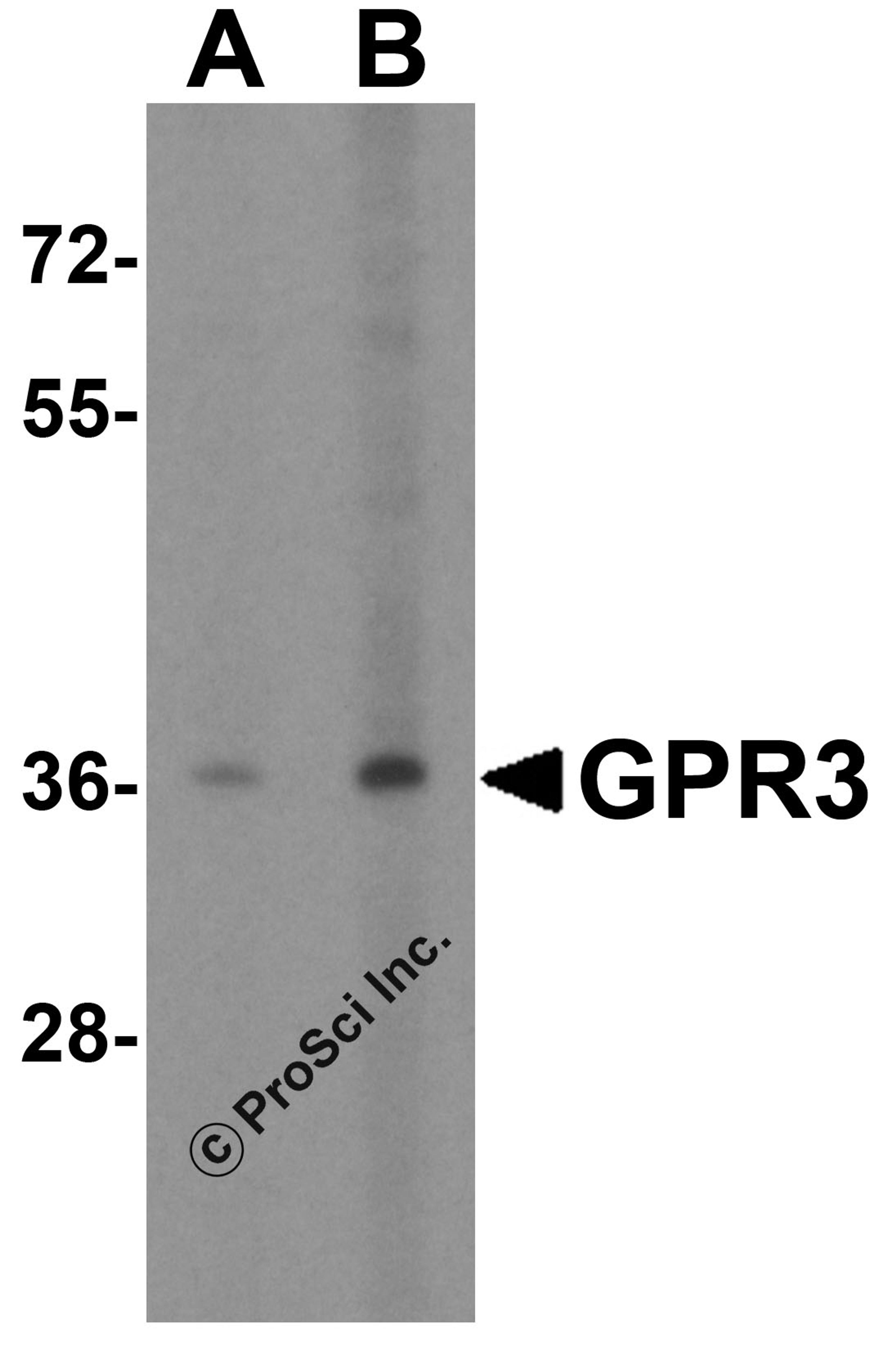 Western blot analysis of GPR3 in EL4 cell lysate with GPR3 antibody at (A) 1 and (B) 2 &#956;g/mL.