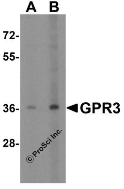 Western blot analysis of GPR3 in EL4 cell lysate with GPR3 antibody at (A) 1 and (B) 2 μg/mL.