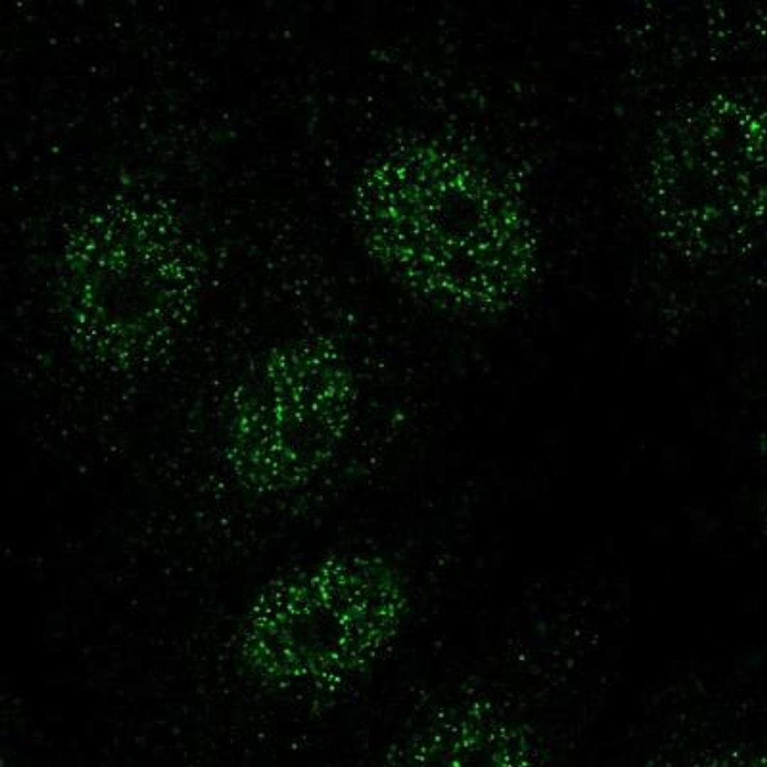 Immunocytochemistry/Immunofluorescence: TSGA2 Antibody [NBP1-89839] - Analysis of human cell line MCF7 shows positivity in nucleus but excluded from the nucleoli. Antibody staining is shown in green.