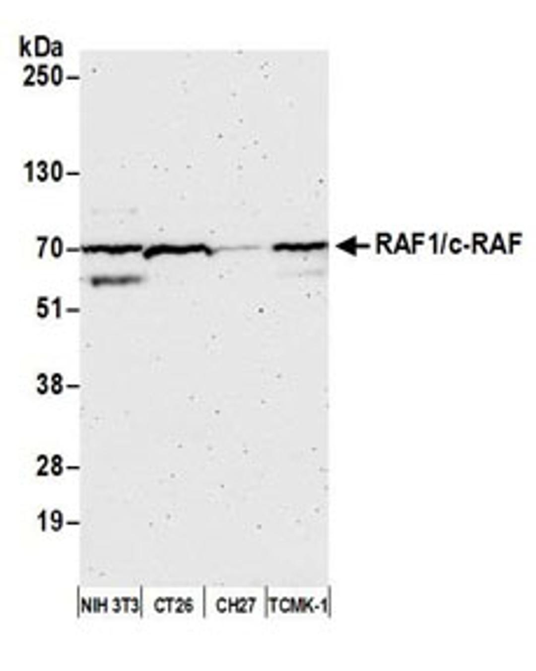 Detection of mouse RAF1/c-RAF by western blot.