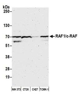 Detection of mouse RAF1/c-RAF by western blot.