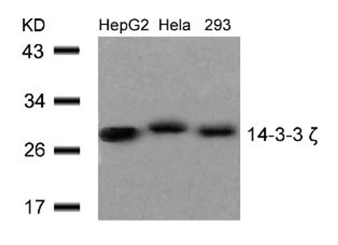 Western blot analysis of lysed extracts from HepG2 , HeLa and 293 cells using 14-3-3 zeta (Ab-58).