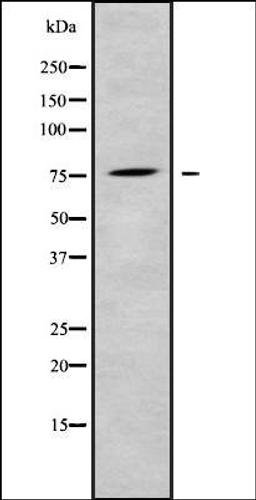 Western blot analysis of K562 whole cell lysates using LRP10 antibody