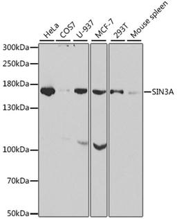 Western blot - SIN3A antibody (A1577)