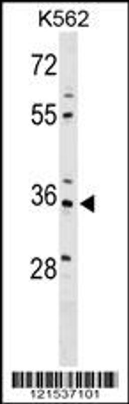 Western blot analysis in K562 cell line lysates (35ug/lane).