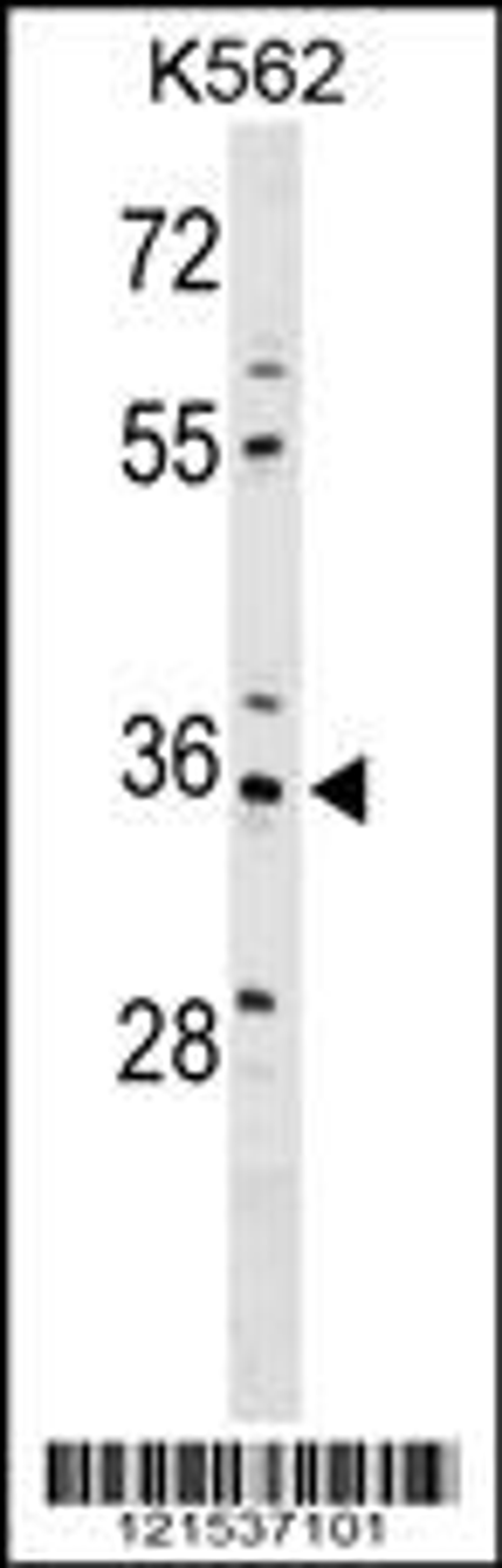 Western blot analysis in K562 cell line lysates (35ug/lane).