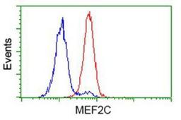 Flow Cytometry: MEF2C Antibody (1H5) [NBP2-00493] - Analysis of Hela cells, using anti-MEF2C antibody, (Red), compared to a nonspecific negative control antibody (Blue).