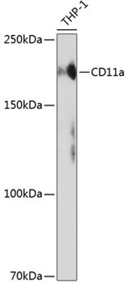 Western blot - CD11a antibody (A19009)