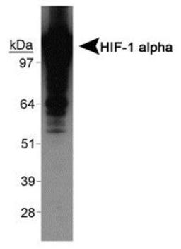 Western Blot: HIF-1 alpha [Exon 12] Antibody (exon 12) [NBP1-47180] - Western blot on human recombinant HIF-1 alpha protein