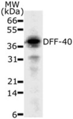 Western Blot: DFF40 Antibody (36A349) [NB120-13592] - analysis of 30 ug of HeLa cell lysate with this antibody.